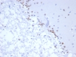 IHC staining of FFPE human brain tissue with NEUROG3 antibody (clone NGN3/1809) HIER: boil tissue sections in pH 9 10mM Tris with 1mM EDTA for 20 min and allow to cool before testing.