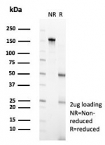SDS-PAGE analysis of purified, BSA-free POGZ antibody (clone PCRP-POGZ-1B2) as confirmation of integrity and purity.