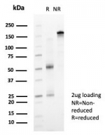 SDS-PAGE analysis of purified, BSA-free ZNF239 antibody (clone PCRP-ZNF239-2A10) as confirmation of integrity and purity.