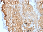 IHC staining of FFPE human uterus tissue with ZNF488 antibody (clone PCRP-ZNF488-2D8). HIER: boil tissue sections in pH 9 10mM Tris with 1mM EDTA for 20 min and allow to cool before testing.
