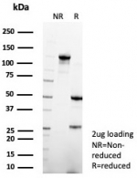 SDS-PAGE analysis of purified, BSA-free SFTPD antibody (clone rSFTPD/8064) as confirmation of integrity and purity.