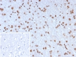 IHC staining of FFPE human brain tissue with NEUROG3 antibody (clone NGN3/7698) Inset: PBS used in place of primary Ab (secondary Ab negative control). HIER: boil tissue sections in pH 9 10mM Tris with 1mM EDTA for 20 min and allow to cool before testing.