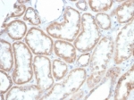 IHC staining of FFPE human kidney tissue with PTEN antibody (clone PTEN/7345) at 2ug/ml. HIER: boil tissue sections in pH 9 10mM Tris with 1mM EDTA for 20 min and allow to cool before testing.