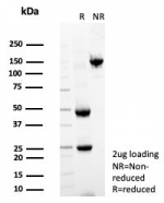 SDS-PAGE analysis of purified, BSA-free PTEN antibody (clone PTEN/7345) as confirmation of integrity and purity.
