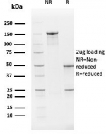 SDS-PAGE analysis of purified, BSA-free PTEN antibody (clone PTEN/2159) as confirmation of integrity and purity.