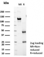 SDS-PAGE analysis of purified, BSA-free PTEN antibody (clone PTEN/7344) as confirmation of integrity and purity.