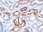 IHC staining of FFPE human kidney tissue with RBP4 antibody (clone RBP4/4046). HIER: boil tissue sections in pH 9 10mM Tris with 1mM EDTA for 20 min and allow to cool before testing.