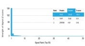 Analysis of a HuProt(TM) microarray containing more than 19,000 full-length human proteins using PAX2 antibody (clone PAX2/2994). Z- and S- Score: The Z-score represents the strength of a signal that a monoclonal antibody (in combination with a fluorescently-tagged anti-IgG secondary antibody) produces when binding to a particular protein on the HuProt(TM) array. Z-scores are described in units of standard deviations (SD's) above the mean value of all signals generated on that array. If targets on HuProt(TM) are arranged in descending order of the Z-score, the S-score is the difference (also in units of SD's) between the Z-score. S-score therefore represents the relative target specificity of a mAb to its intended target. A mAb is considered to specific to its intended target, if the mAb has an S-score of at least 2.5. For example, if a mAb binds to protein X with a Z-score of 43 and to protein Y with a Z-score of 14, then the S-score for the binding of that mAb to protein X is equal to 29.