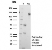 SDS-PAGE analysis of purified, BSA-free SLC18A2 antibody (clone SLC18A2/7983) as confirmation of integrity and purity.