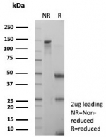 SDS-PAGE analysis of purified, BSA-free Ki67 antibody (clone MKI67/6571) as confirmation of integrity and purity.