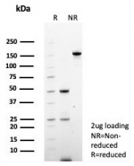SDS-PAGE analysis of purified, BSA-free PAX6 antibody (clone PAX6/7708) as confirmation of integrity and purity.