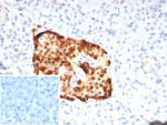 IHC staining of FFPE human pancreas tissue with PAX6 antibody (clone PAX6/7710). Inset: PBS used in place of primary Ab (secondary Ab negative control). HIER: boil tissue sections in pH 9 10mM Tris with 1mM EDTA for 20 min and allow to cool before testing.