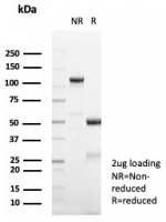 SDS-PAGE analysis of purified, BSA-free PAX6 antibody (clone PAX6/7729) as confirmation of integrity and purity.