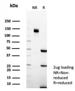 SDS-PAGE analysis of purified, BSA-free PAX6 antibody (clone PAX6/7705) as confirmation of integrity and purity.