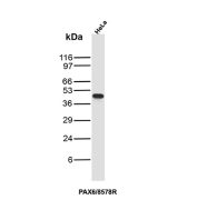 PAX6 Antibody HeLa Cell WB. Western blot analysis of PAX6 expression in human HeLa cell lysate using PAX6 antibody clone PAX6/8578R. A band is detected at approximately 45-50 kDa, consistent with the predicted molecular weight of PAX6.
