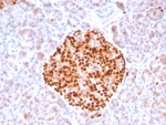 IHC staining of FFPE human pancreas tissue with PAX6 antibody (clone PAX6/8578R). HIER: boil tissue sections in pH 9 10mM Tris with 1mM EDTA for 20 min and allow to cool before testing.