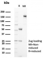SDS-PAGE analysis of purified, BSA-free TRPC6 antibody (clone TRPC6/7671) as confirmation of integrity and purity.