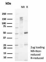 SDS-PAGE analysis of purified, BSA-free p57 antibody (clone KIP2/7187) as confirmation of integrity and purity.