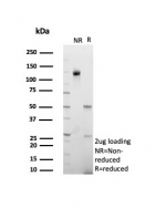SDS-PAGE analysis of purified, BSA-free Insulin antibody (clone rIRDN/8546) as confirmation of integrity and purity.