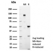 SDS-PAGE analysis of purified, BSA-free MUC5AC antibody (clone MUC5AC/7798R) as confirmation of integrity and purity.