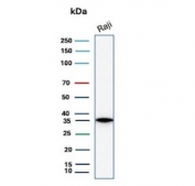 Western blot testing of human Raji cell lysate with CD20 antibody. Predicted molecular weight ~33 kDa.