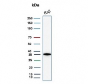 SDS-PAGE analysis of purified, BSA-free CD20 antibody (clone rMS4A1/8044) as confirmation of integrity and purity.