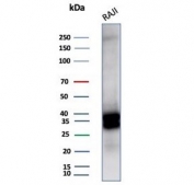 Western blot testing of human Raji cell lysate with CD20 antibody (clone MS4A1/6993R). Predicted molecular weight ~33 kDa.