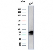 Western blot testing of human Raji cell lysate with recombinant CD20 antibody (clone MS4A1/8072R). Predicted molecular weight ~33 kDa.