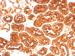 IHC staining of FFPE human kidney tissue with recombinant Ferritin Heavy Chain antibody (clone FTH/8700R). HIER: boil tissue sections in pH 9 10mM Tris with 1mM EDTA for 20 min and allow to cool before testing.