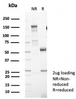 SDS-PAGE analysis of purified, BSA-free NC2 alpha antibody (clone PCRP-DRAP1-1A12) as confirmation of integrity and purity.