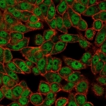 Immunofluorescent staining of PFA-fixed human HeLa cells with DRAP1 antibody (clone PCRP-DRAP1-1A8) followed by goat anti-mouse IgG-CF488 (green); Red = CF640R phalloidin.