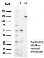 SDS-PAGE analysis of purified, BSA-free DRAP1 antibody (clone PCRP-DRAP1-1A8) as confirmation of integrity and purity.