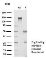 SDS-PAGE analysis of purified, BSA-free BATF2 antibody (clone PCRP-BATF2-2B9) as confirmation of integrity and purity.