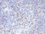 IHC staining of FFPE human spleen stained Cyclin D1 antibody (clone CCND1/7868). HIER: boil tissue sections in pH 9 10mM Tris with 1mM EDTA for 20 min and allow to cool before testing.