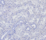 Negative control: IHC testing of FFPE human kidney in tonsil with BOB1 antibody (clone BOB1/7467) at 2ug/ml. HIER: boil tissue sections in pH 9 10mM Tris with 1mM EDTA for 20 min and allow to cool before testing.