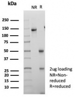 SDS-PAGE analysis of purified, BSA-free BOB1 antibody (clone BOB1/7469) as confirmation of integrity and purity.