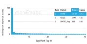 Analysis of a HuProt(TM) microarray containing more than 19,000 full-length human proteins using Crystallin Alpha B antibody (clone CRYAB/4661). Z- and S- Score: The Z-score represents the strength of a signal that a monoclonal antibody (in combination with a fluorescently-tagged anti-IgG secondary antibody) produces when binding to a particular protein on the HuProt(TM) array. Z-scores are described in units of standard deviations (SD's) above the mean value of all signals generated on that array. If targets on HuProt(TM) are arranged in descending order of the Z-score, the S-score is the difference (also in units of SD's) between the Z-score. S-score therefore represents the relative target specificity of a mAb to its intended target. A mAb is considered to specific to its intended target, if the mAb has an S-score of at least 2.5. For example, if a mAb binds to protein X with a Z-score of 43 and to protein Y with a Z-score of 14, then the S-score for the binding of that mAb to protein X is equal to 29.