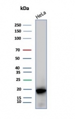 Western blot testing of human HeLa cell lysate with Crystallin Alpha B antibody (clone CRYAB/7918).