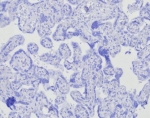 Negative control: IHC testing of FFPE human placental tissue with BOB1 antibody (clone BOB1/7468) at 2ug/ml. HIER: boil tissue sections in pH 9 10mM Tris with 1mM EDTA for 20 min and allow to cool before testing.