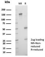 SDS-PAGE analysis of purified, BSA-free Crystallin Alpha B antibody (clone CRYAB/4666) as confirmation of integrity and purity.
