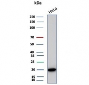 Western blot testing of human HeLa cell lysate with Crystallin Alpha B antibody (clone CRYAB/4666). Predicted molecular weight ~20 kDa.