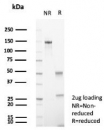 SDS-PAGE analysis of purified, BSA-free CD56 antibody (clone NCAM/7521) as confirmation of integrity and purity.