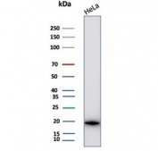 Western blot testing of human HeLa cell lysate with Crystallin Alpha B antibody (clone CRYAB/4659). Predicted molecular weight ~20 kDa.