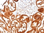 IHC staining of FFPE human kidney tissue with IL-18 antibody (clone IL18/4622) at 2ug/ml. HIER: boil tissue sections in pH 9 10mM Tris with 1mM EDTA for 20 min and allow to cool before testing.
