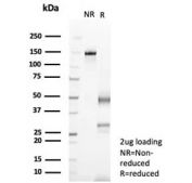 SDS-PAGE analysis of purified, BSA-free IL-18 antibody (clone IL18/4624) as confirmation of integrity and purity.