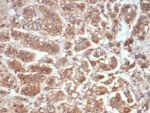 IHC staining of FFPE human adrenal gland tissue with IL-18 antibody (clone IL18/4626). HIER: boil tissue sections in pH 9 10mM Tris with 1mM EDTA for 20 min and allow to cool before testing.
