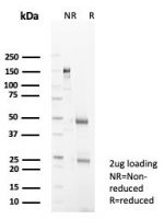 SDS-PAGE analysis of purified, BSA-free IL-18 antibody (clone IL18/4626) as confirmation of integrity and purity.