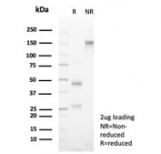 SDS-PAGE analysis of purified, BSA-free CD3 epsilon antibody (clone rC3e/6966) as confirmation of integrity and purity.
