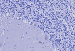 Negative control: IHC testing of FFPE human brain tissue with CD3e antibody (clone C3e/8116R) at 2ug/ml. HIER: boil tissue sections in pH 9 10mM Tris with 1mM EDTA for 20 min and allow to cool before testing.
