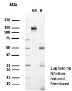 SDS-PAGE analysis of purified, BSA-free ZNF202 antibody (clone PCRP-ZNF202-1C4) as confirmation of integrity and purity.